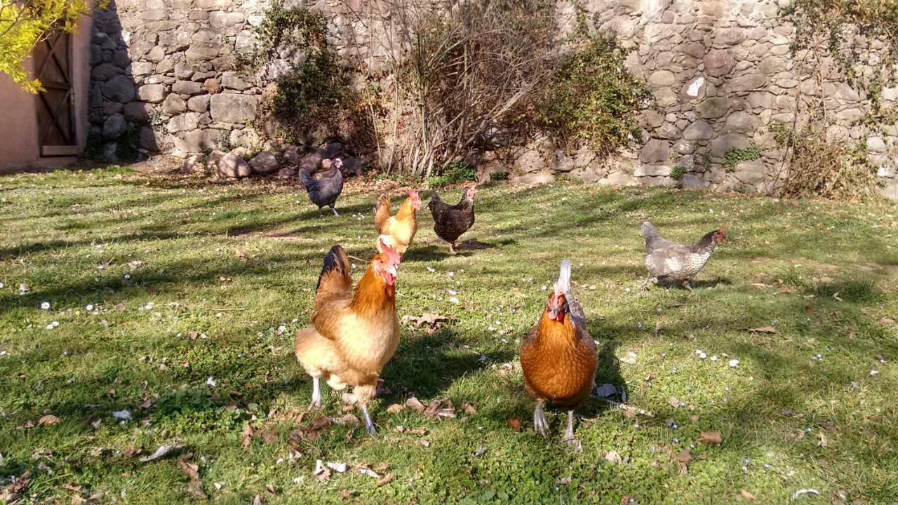 El Moli D'En Sola-Allotjaments Rurals La Vall de Bianya Exteriör bild