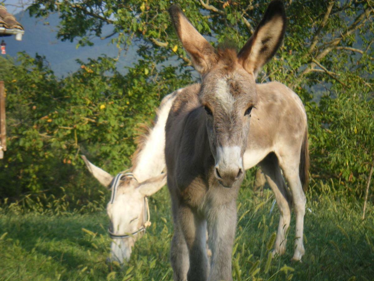 El Moli D'En Sola-Allotjaments Rurals La Vall de Bianya Exteriör bild